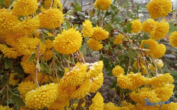 Первый снег в Барановичах. Фото и видео