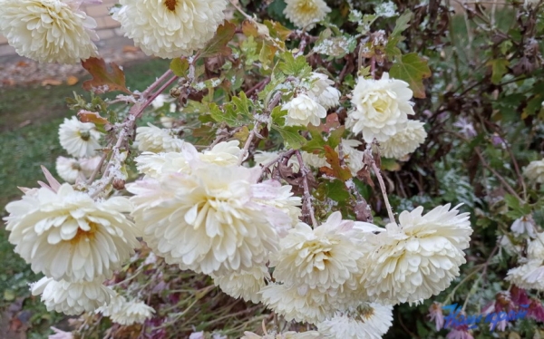 Первый снег в Барановичах. Фото и видео
