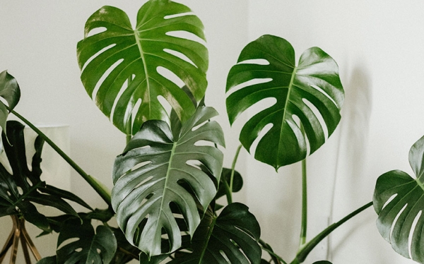 Темные пятна на листьях монстеры: как спасти растение