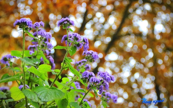  Заморозки и гололедица. Синоптики – о погоде в Брестской области