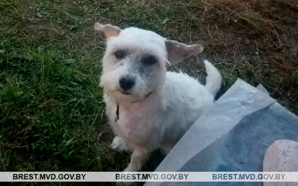 Жительница Барановичей похитила собаку знакомой