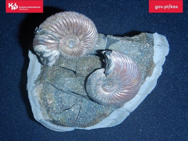 Белорус пытался контрабандой ввезти в Польшу древние окаменелости