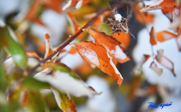 До 8 градусов тепла ожидается в Брестской области