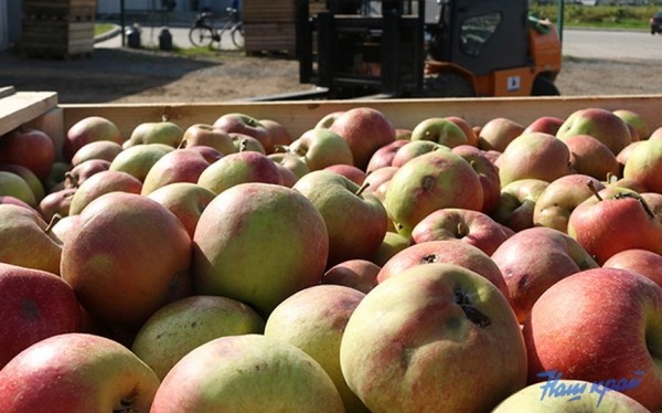 Где найти яблоки, выращенные барановичским предпринимателем Где найти яблоки, выращенные барановичским предпринимателем
