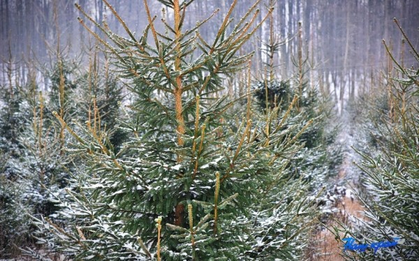 Как ухаживать за новогодней елкой. Рекомендации специалиста