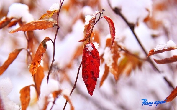 Оранжевый уровень опасности объявлен на Брестчине 15 декабря Оранжевый уровень опасности объявлен на Брестчине 15 декабря