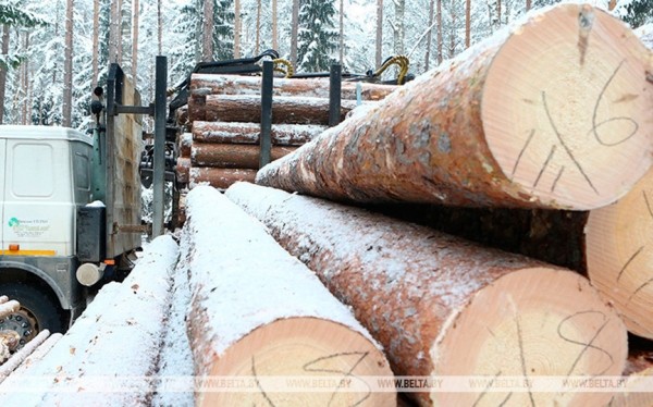 Правительство установило таксовую стоимость на древесину на корню в 2024 году Правительство установило таксовую стоимость на древесину на корню в 2024 году