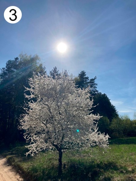 Проект «Это красиво: Барановичский край на фото». Голосование в пятом туре