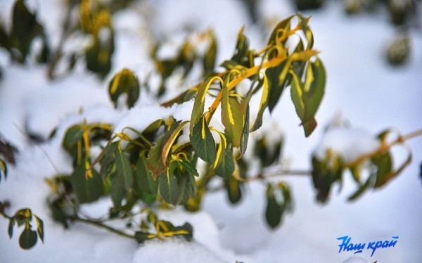 Прогноз погоды в предпоследние выходные года жителей Брестчины не порадует, в понедельник резко потеплеет