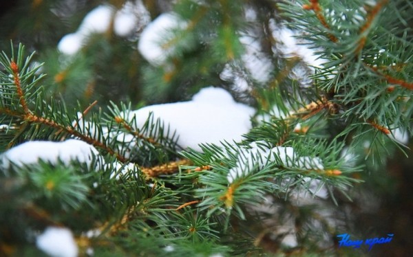 Сложные погодные условия ждут Брестчину в ближайшие дни