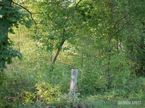 Во всех лесах Беларуси до 1 марта 2024 года установят системы видеонаблюдения