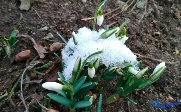 Будет ли весна ранняя – январские народные приметы Будет ли весна ранняя – январские народные приметы