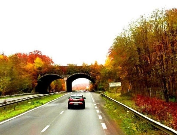 «Итальянцы подрезают, немцы — средний палец показывают». Женщина из Брестской области о работе дальнобойщицей «Итальянцы подрезают, немцы — средний палец показывают». Женщина из Брестской области о работе дальнобойщицей