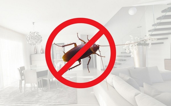 Как избавиться от тараканов: реально работающие способы