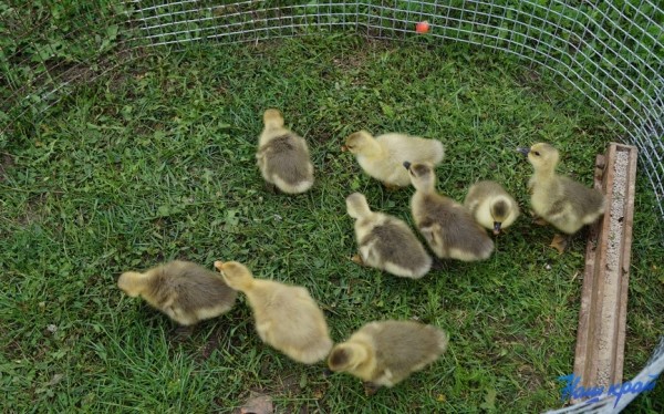 Как уберечь домашних пернатых от болезней Как уберечь домашних пернатых от болезней