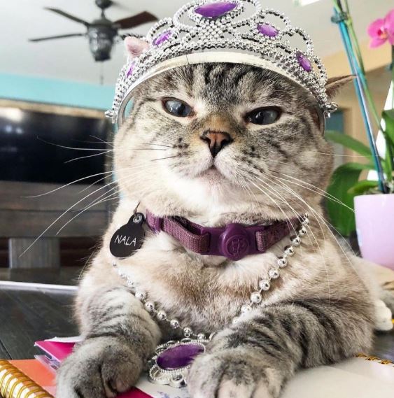 Какие животные самые богатые в мире?