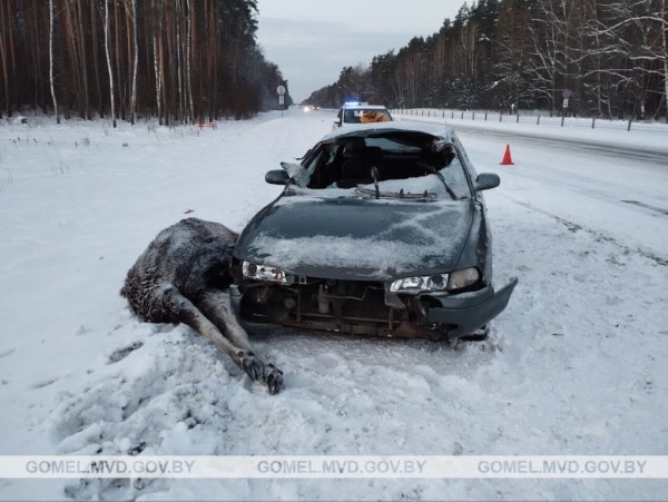 Лось выбежал на дорогу и попал под машину