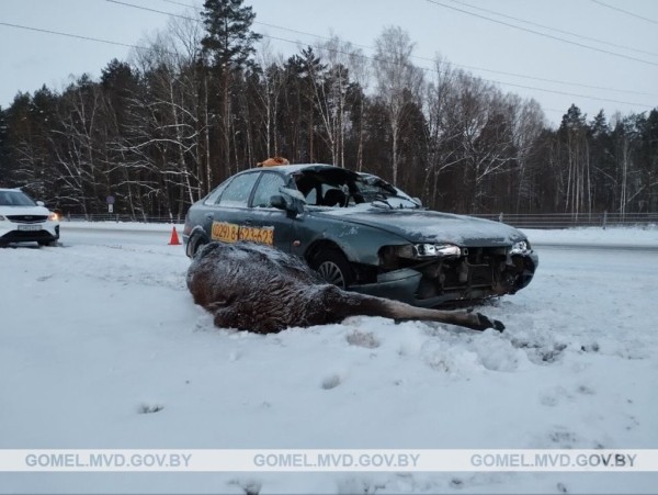 Лось выбежал на дорогу и попал под машину