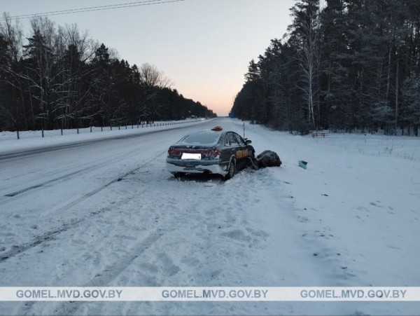 Лось выбежал на дорогу и попал под машину