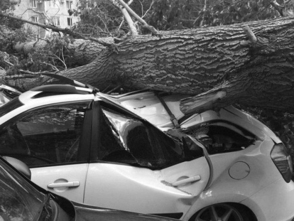 Мужчина сумел получить компенсацию за дерево, упавшее на авто во дворе Мужчина сумел получить компенсацию за дерево, упавшее на авто во дворе