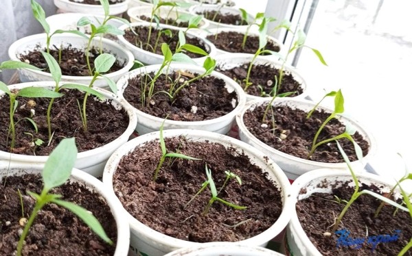 На заметку огороднику: что посадить на рассаду уже в январе