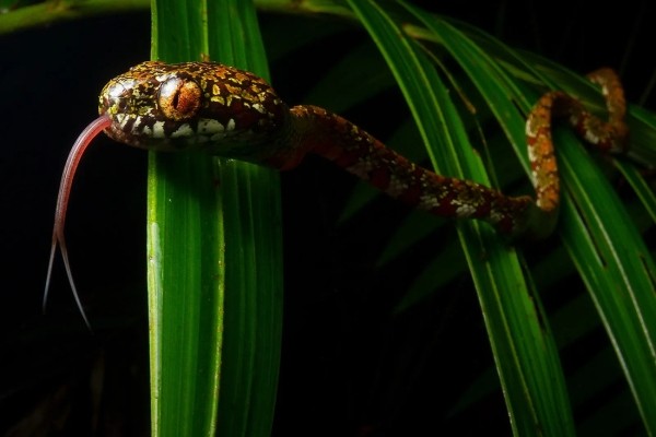Оса-убийца, акула-демон и гигантский паук. Самые прекрасные и ужасающие существа 2023 года Оса-убийца, акула-демон и гигантский паук. Самые прекрасные и ужасающие существа 2023 года