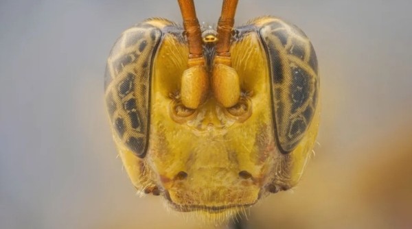 Оса-убийца, акула-демон и гигантский паук. Самые прекрасные и ужасающие существа 2023 года Оса-убийца, акула-демон и гигантский паук. Самые прекрасные и ужасающие существа 2023 года