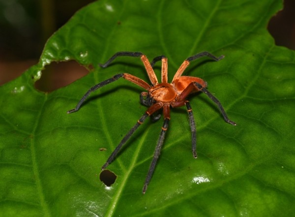 Оса-убийца, акула-демон и гигантский паук. Самые прекрасные и ужасающие существа 2023 года Оса-убийца, акула-демон и гигантский паук. Самые прекрасные и ужасающие существа 2023 года