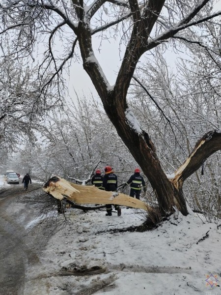 В Бресте в результате падения деревьев повреждено пять машин