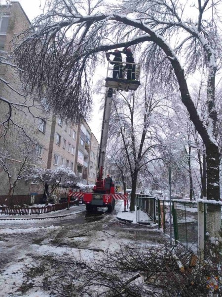 В Бресте в результате падения деревьев повреждено пять машин