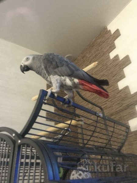 За 5 000 рублей продают щенка в Барановичах. Что за он и почему так дорого