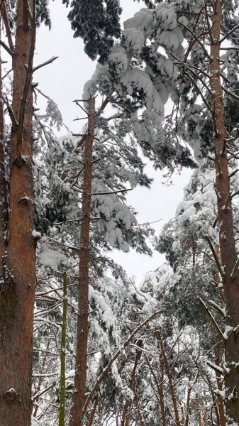 Жителей Бреста просят временно не ходить в парки. И вот почему