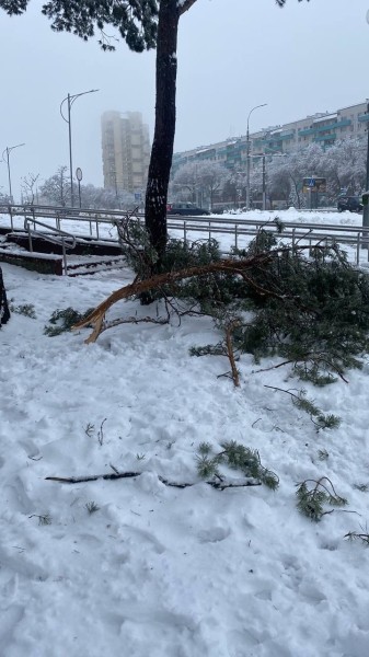 Жителей Бреста просят временно не ходить в парки. И вот почему