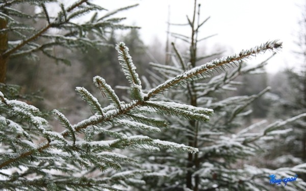 Жители барановичского региона купили более 3,5 тысячи новогодних деревьев Жители барановичского региона купили более 3,5 тысячи новогодних деревьев
