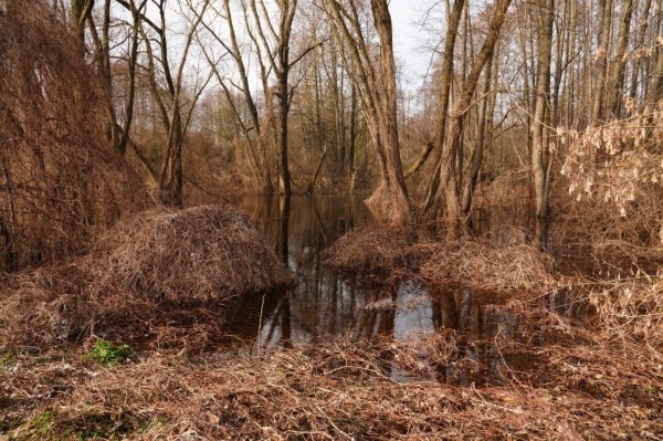 Большая вода. В черте Бреста подтоплен 131 садовый участок