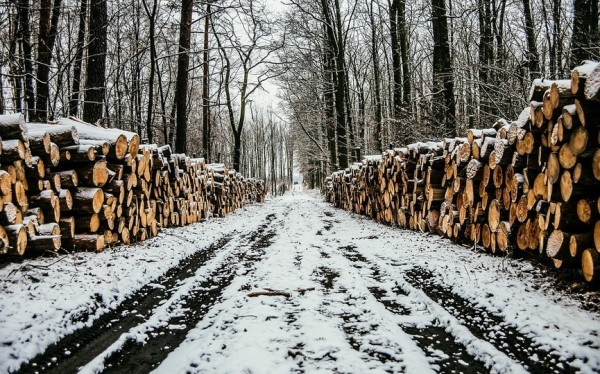 Что меняется в Правилах рубок леса в Беларуси