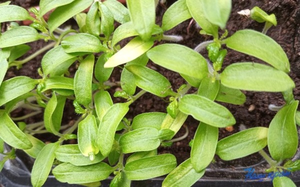 Как определить, когда сажать помидоры на рассаду Как определить, когда сажать помидоры на рассаду