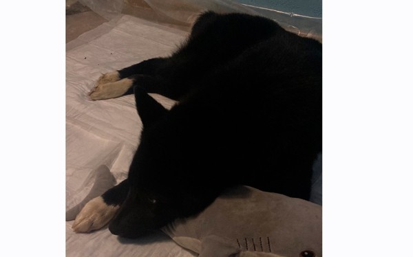 Лежала на обочине и умирала. В Барановичах собирают деньги на операцию для собаки, попавшей под машину