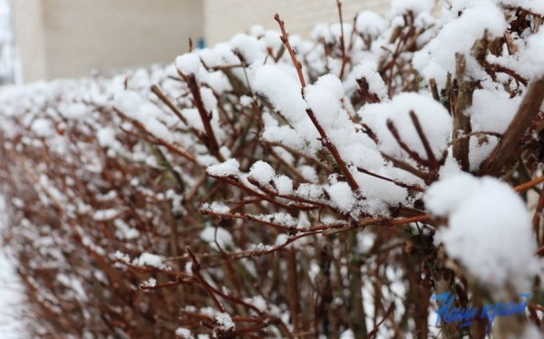 Налипание мокрого снега и другие «сюрпризы» ждут жителей Брестчины