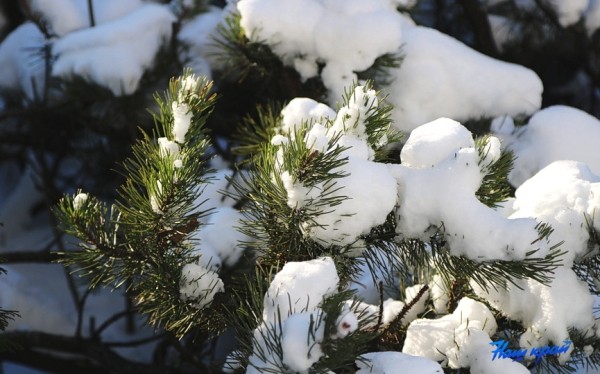 Ночью подморозит, днем – до +11. Синоптики о погоде на Брестчине в ближайшие дни