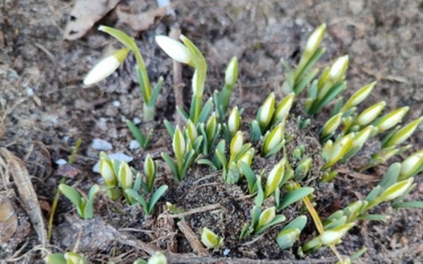 Подснежники расцвели в феврале у жительницы Барановичского района