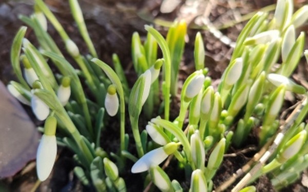 Подснежники расцвели в феврале у жительницы Барановичского района