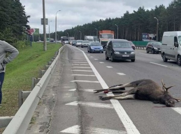 В Госинспекции рассказали, где чаще всего случаются ДТП с животными В Госинспекции рассказали, где чаще всего случаются ДТП с животными