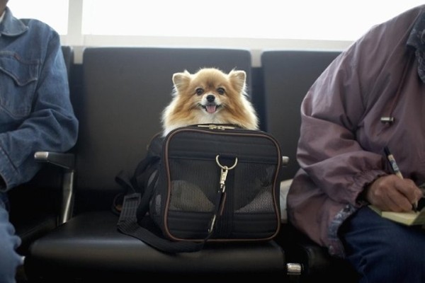 В ГТК рассказали, как перемещать животных через таможенную границу В ГТК рассказали, как перемещать животных через таможенную границу