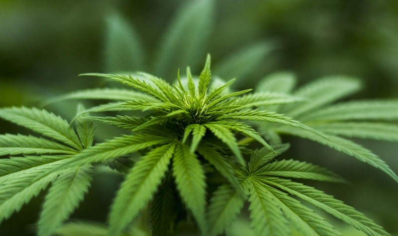 Житель Барановичей устроил дома плантацию запрещенных растений
Житель Барановичей устроил дома плантацию запрещенных растений